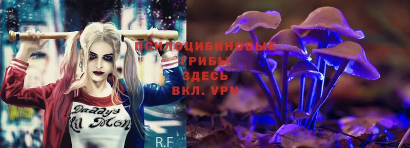 Галлюциногенные грибы Psilocybe  hydra онион  Вязьма 